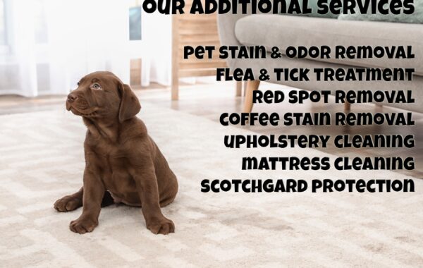 Carpet Cleaning services washington dc
