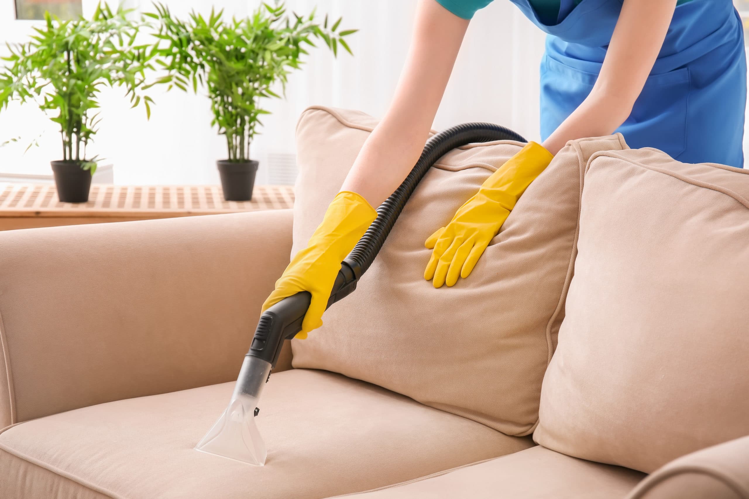 Lady cleaner cleaning upholstery